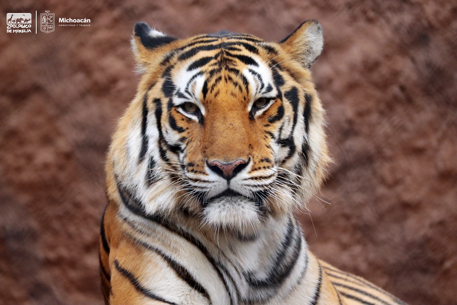 Parque Zool gico Benito Ju rez Italia Zoo