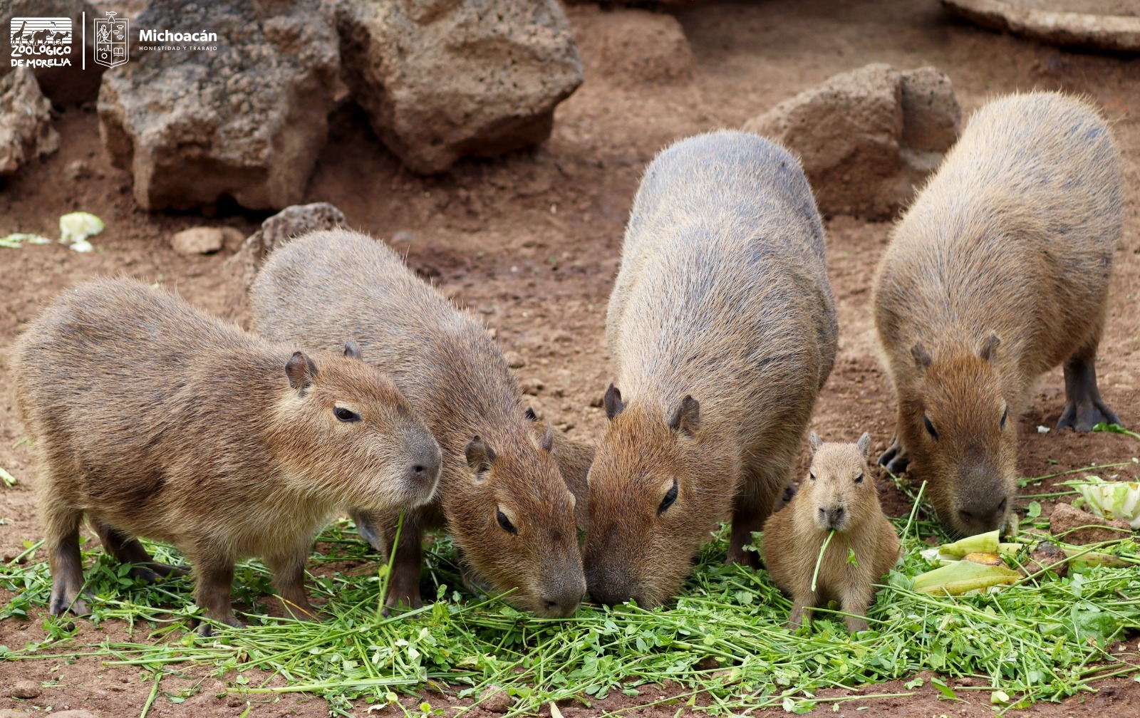 Parque Zoológico Benito Juárez | Conoce en el ZooMorelia a los capibaras,  los preferidos de niñas y niños